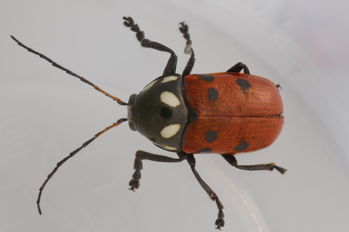 Chrysomelidae: Cryptocephalus tricolor? S.